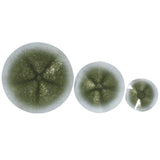 Estelle Wall Decor, Green, Set of 3
