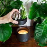 The Hidden Candle-Succulent & Candle-High Fashion Home