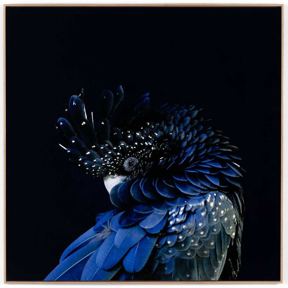 Red-tailed Black Cockatoo, Getty Images-Accessories Artwork-High Fashion Home