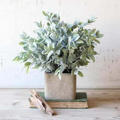 Plants & Planters