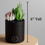 The Hidden Candle-Succulent & Candle-High Fashion Home