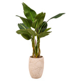 4.5' Bird Of Paradise in Small Equatorial Planter, Off-White