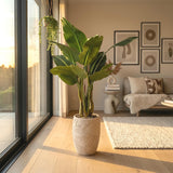 4.5' Bird Of Paradise in Small Equatorial Planter, Off-White