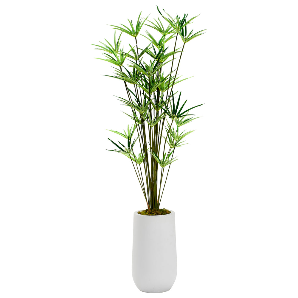 5.5' Cyperus Papyrus Plant in Clay Planter, White
