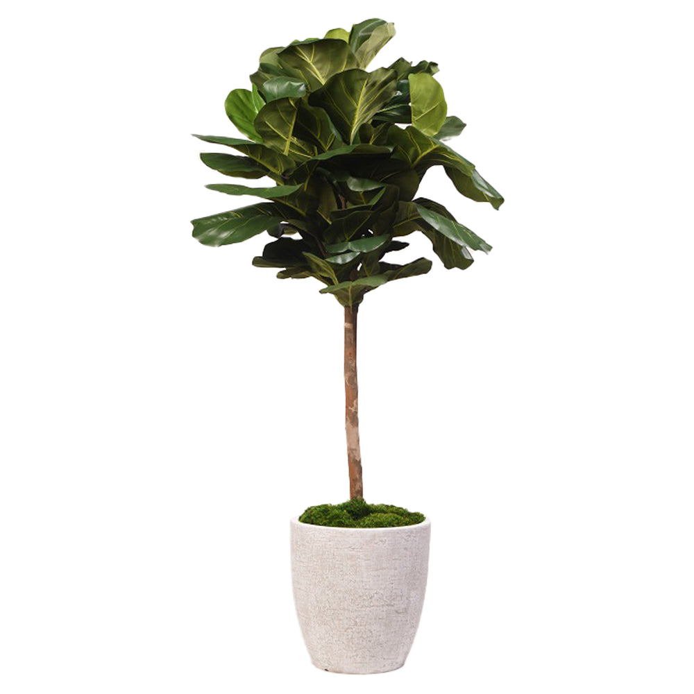 5.5' Fiddle Leaf Fig in Hudson Planter, White