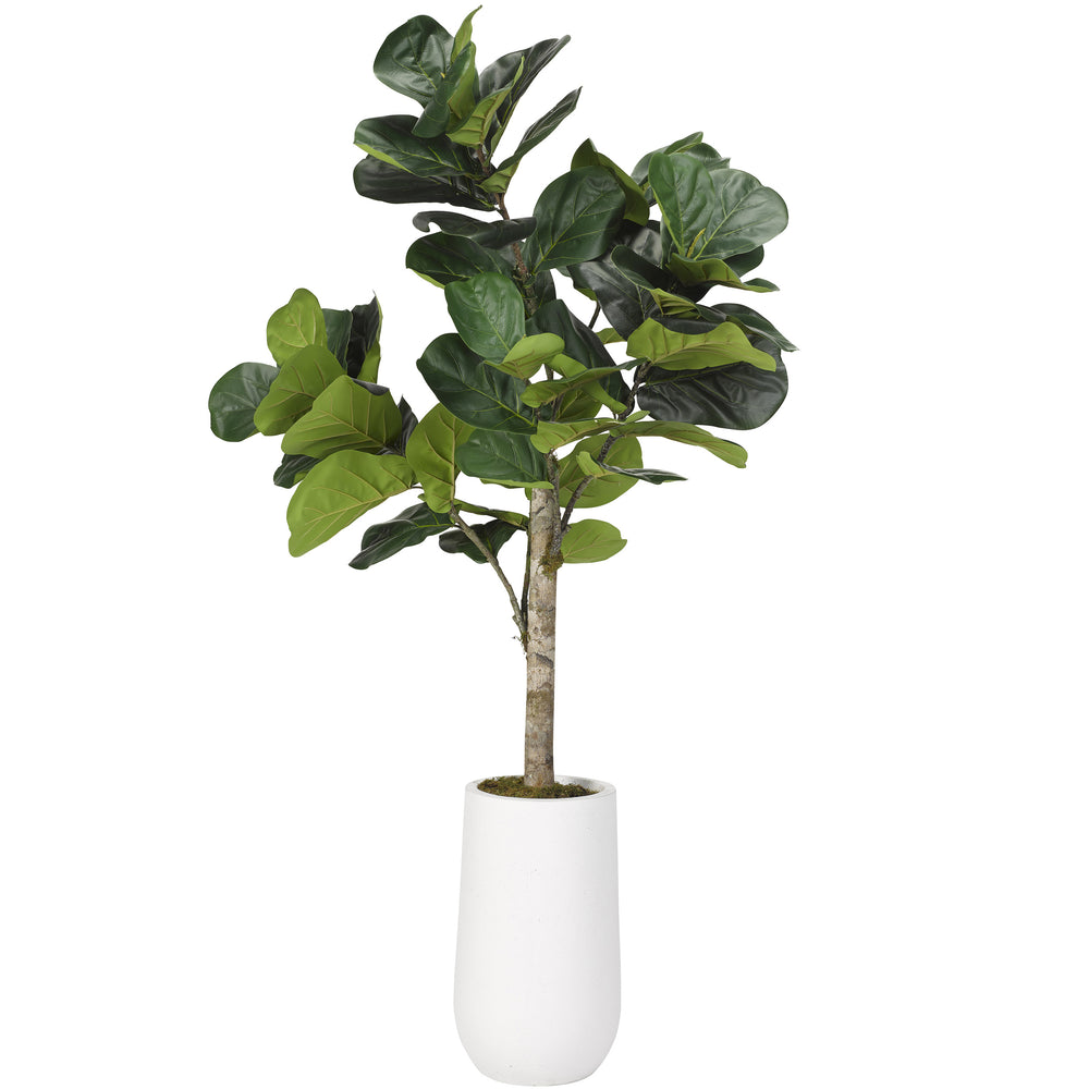 5.5' Fiddle Leaf Fig in Quinn Planter, White