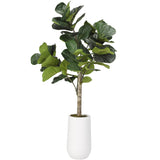 5.5' Fiddle Leaf Fig in Quinn Planter, White