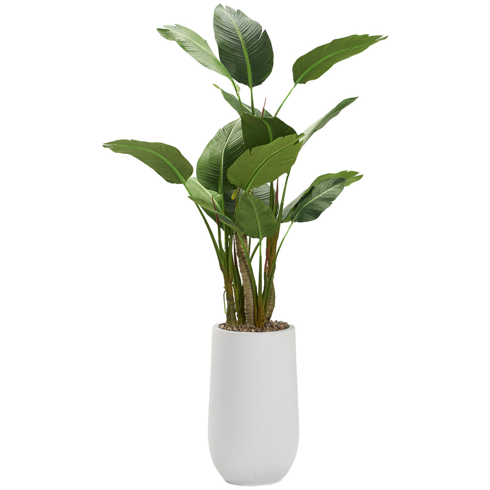 5.6' Bird of Paradise Tree in Quinn Planter, White