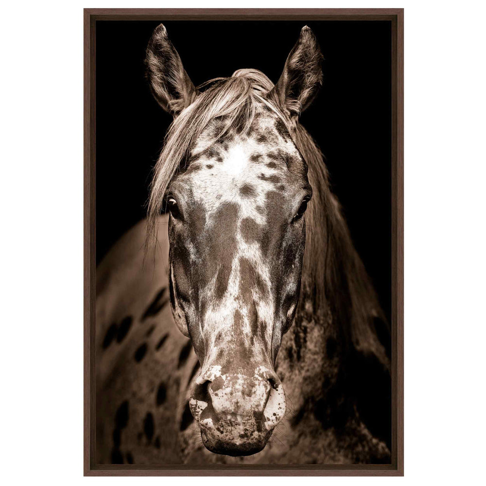 Paint Horse Framed, Walnut Float Haven