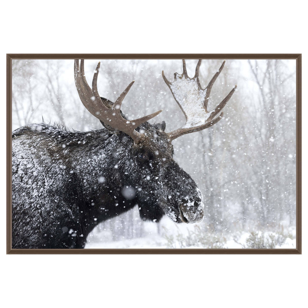 Moose Portrait Framed