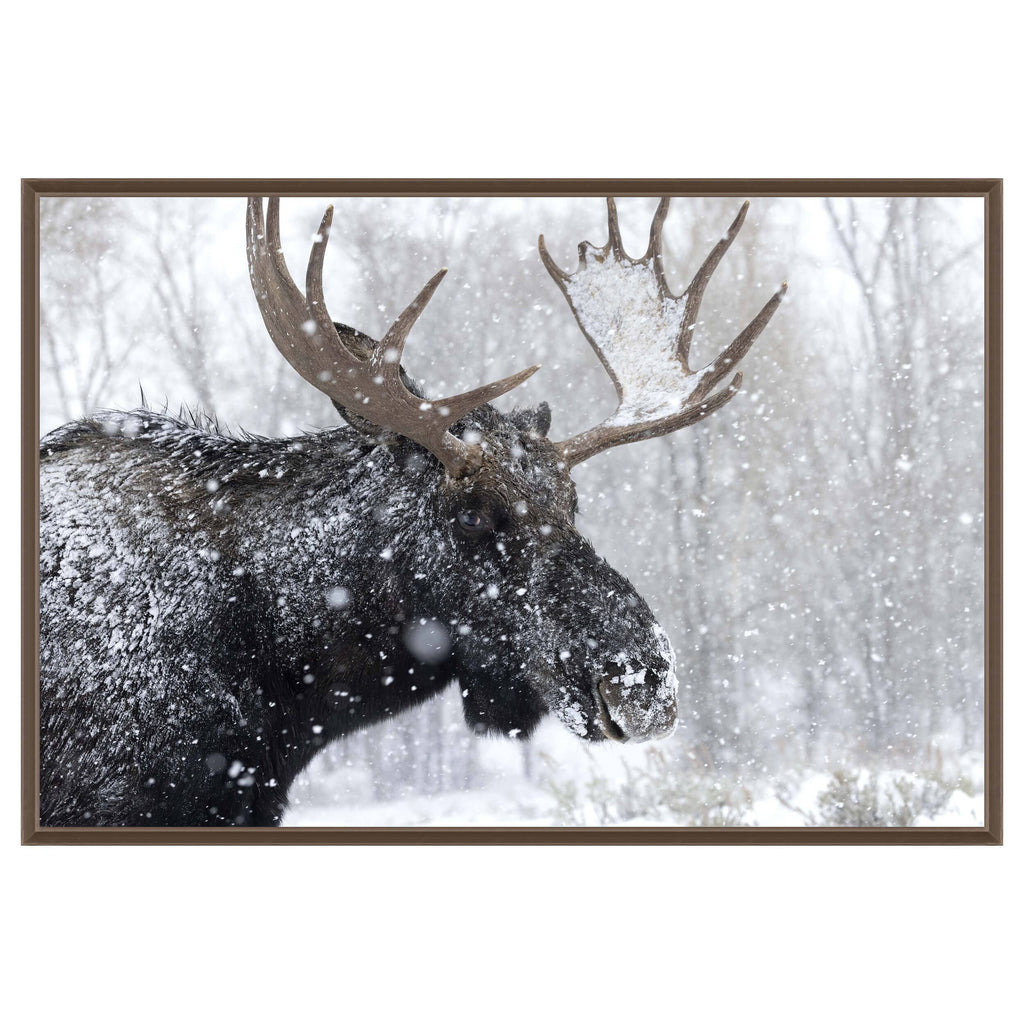 Moose Portrait Framed – High Fashion Home