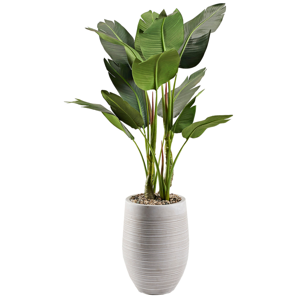 5' Bird of Paradise Tree in Kai Planter, Grey