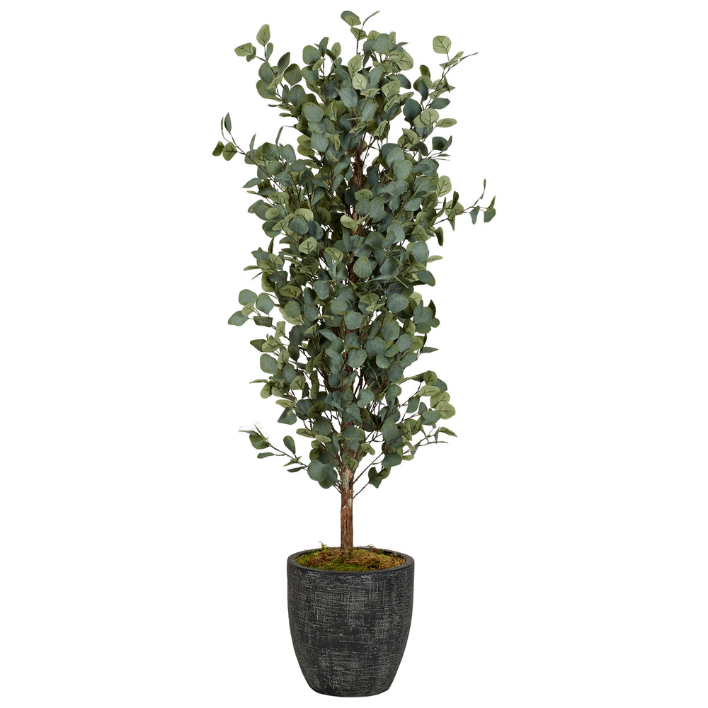 5' Eucalyptus Tree in Sawyer Planter, Black