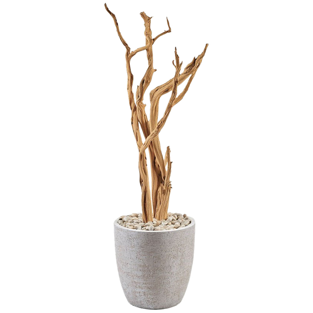 5' Ghostwood in Hudson Planter, Grey