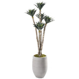 6' Agave Poles in Kai Planter, Grey