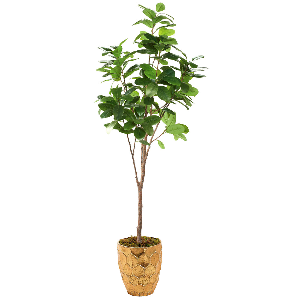 6' Audrey Ficus in Leonine Planter, Gold