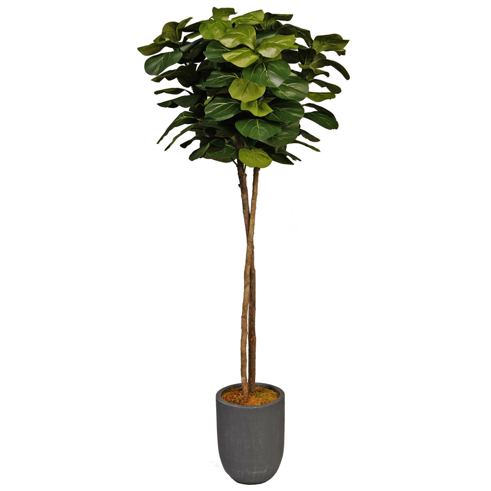 6' Fiddle Leaf Fig in Campbell Planter, Grey