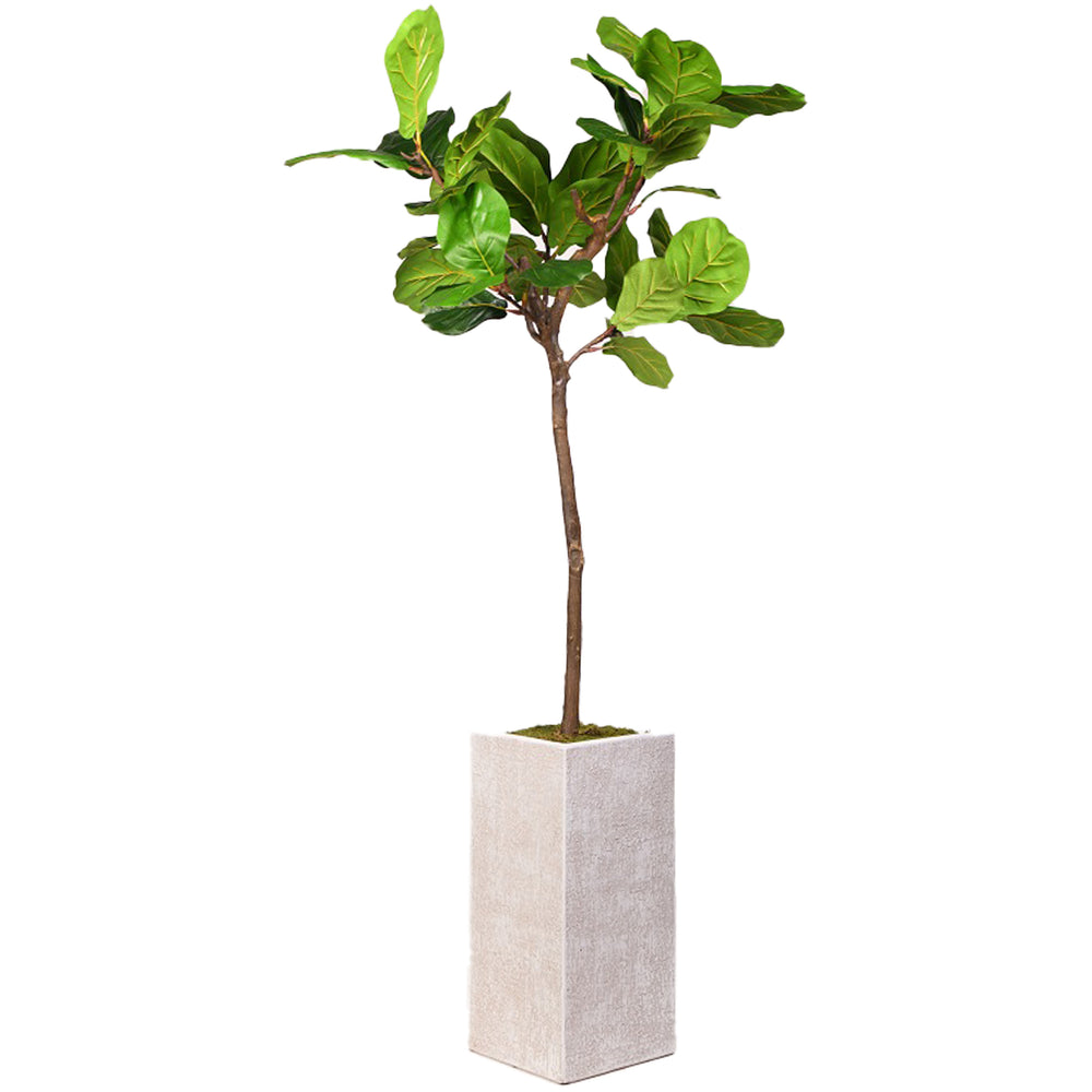 6' Fiddle Leaf Fig in Everett Planter, Off-White