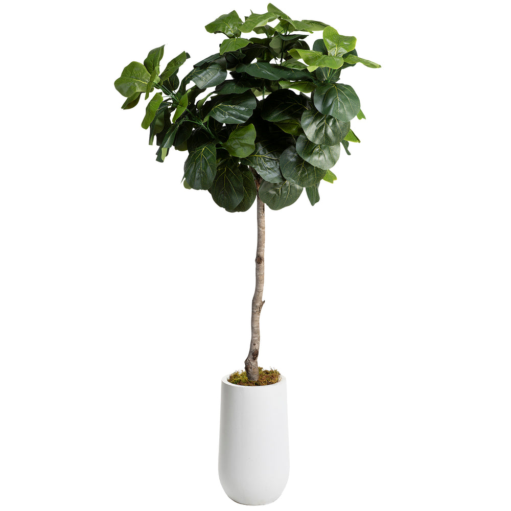 6' Fiddle Leaf Fig in Quinn Planter, White