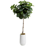 6' Fiddle Leaf Fig in Quinn Planter, White