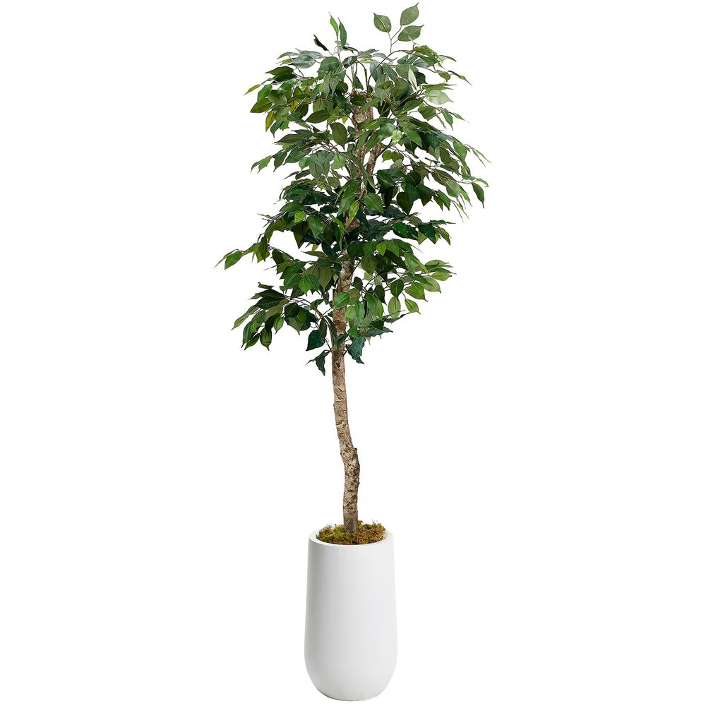 6' Green Ficus Tree in Clay Planter, White