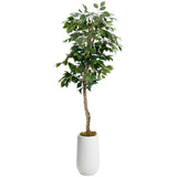 6' Green Ficus Tree in Clay Planter, White