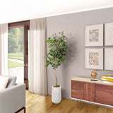 6' Green Ficus Tree in Clay Planter, White