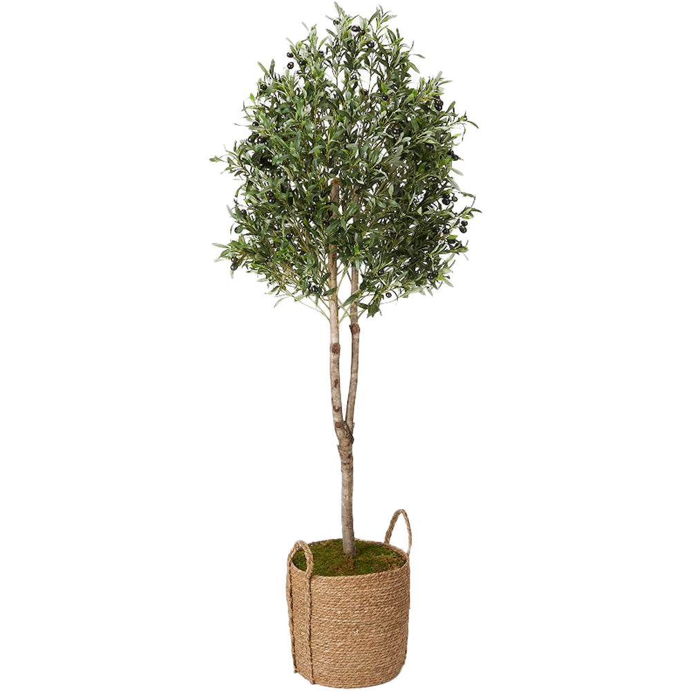 6' Olive Tree in Wyatt Basket, Natural
