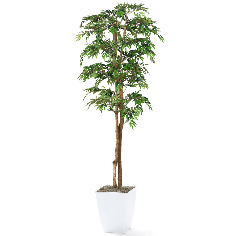 6' Ruscus Tree in Cardinal Planter, White