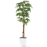 6' Ruscus Tree in Cardinal Planter, White