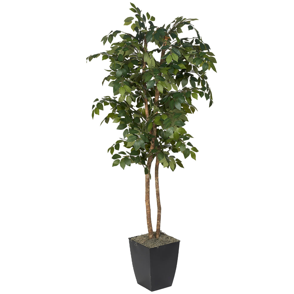 6' Sakaki Tree in Cardinal Planter, Black