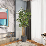 6' Sakaki Tree in Cardinal Planter, Black