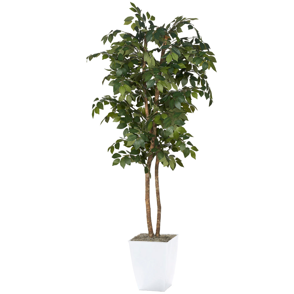 6' Sakaki Tree in Cardinal Planter, White