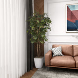 6' Sakaki Tree in Cardinal Planter, White