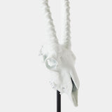 Gemsbok Skull Sculpture, Matte White