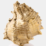 Kings Crown Shell Sculpture, Gold/White