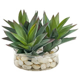 Aloe Plants in Glass Bowl, Clear-Accessories-High Fashion Home