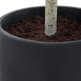 Boreal Potted Birch Tree, Aged Gray-Accessories-High Fashion Home