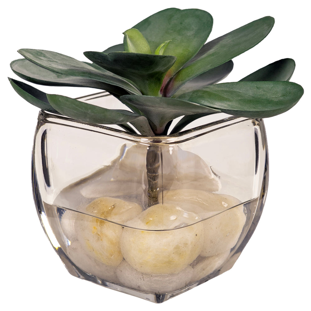 Crassula Echeveria in Glass Cube, Clear-Accessories-High Fashion Home