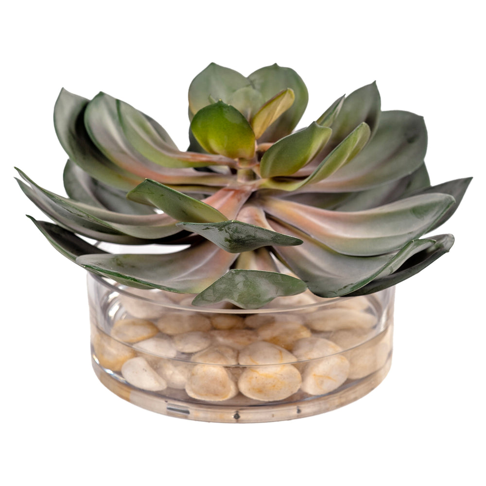 Echeveria in Low Round Glass, Clear-Accessories-High Fashion Home