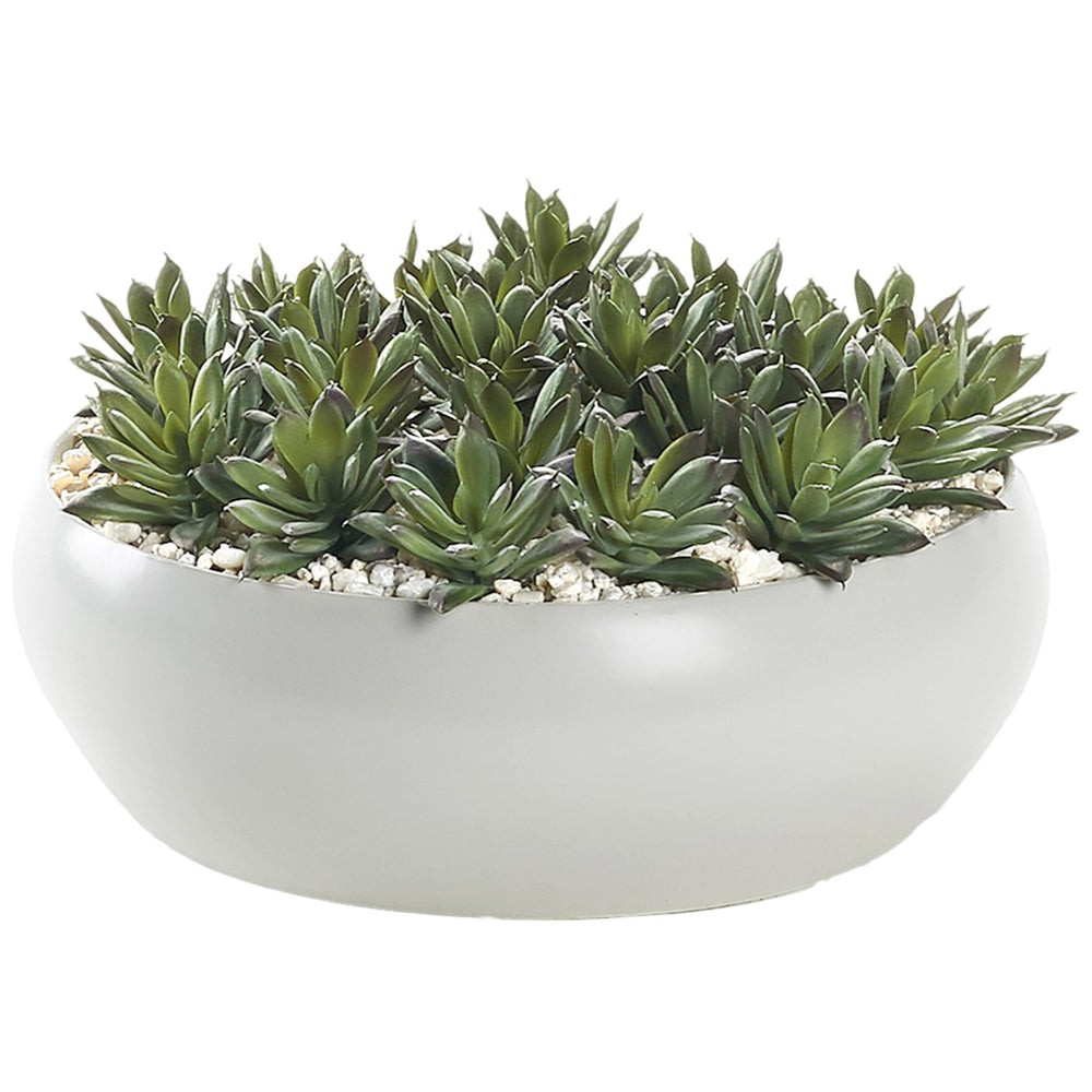 Echeverias in Simply Low Bowl, White-Accessories-High Fashion Home