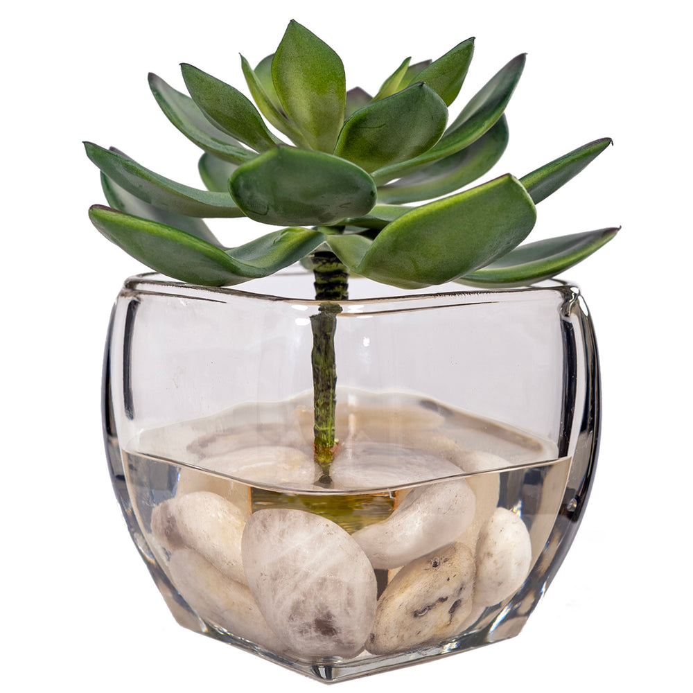 Frosted Green Echeveria in Glass Cube, Clear-Accessories-High Fashion Home