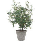 Marisol Potted Olive, Stone Gray-Accessories-High Fashion Home
