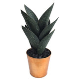 Oasis Cactus, Green-Accessories-High Fashion Home