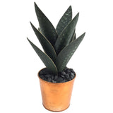 Oasis Cactus, Green-Accessories-High Fashion Home