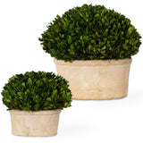 Preserved Boxwoos Oval Domes, Set of 2, Natural-Accessories-High Fashion Home