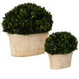 Preserved Boxwoos Oval Domes, Set of 2, Natural-Accessories-High Fashion Home