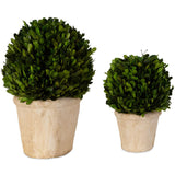 Preserved Boxwoos Oval Domes, Set of 2, Natural-Accessories-High Fashion Home