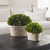 Preserved Boxwoos Oval Domes, Set of 2, Natural-Accessories-High Fashion Home