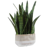 Sansera Snake Accent, Beige Ombre-Accessories-High Fashion Home
